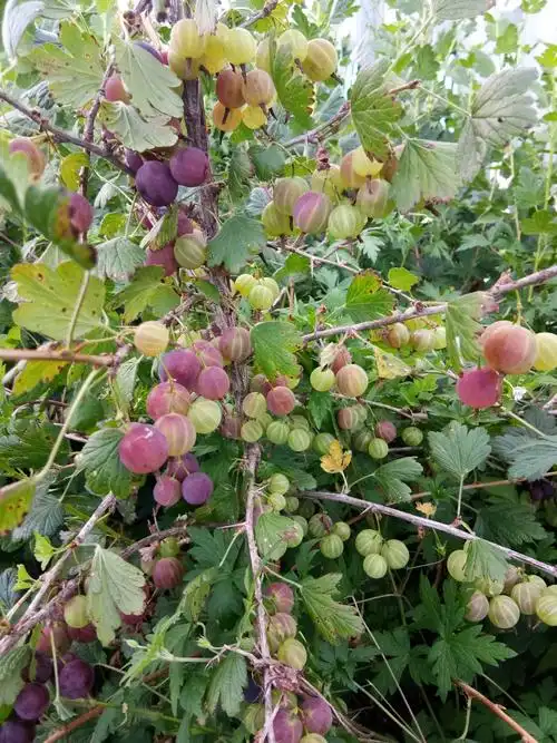 灯笼果灯笼果苗户外庭院种植灯笼果介绍新农村种植