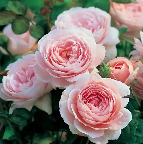 30种最漂亮的月季,春天必须来一盆,让你一次养个够!_开花