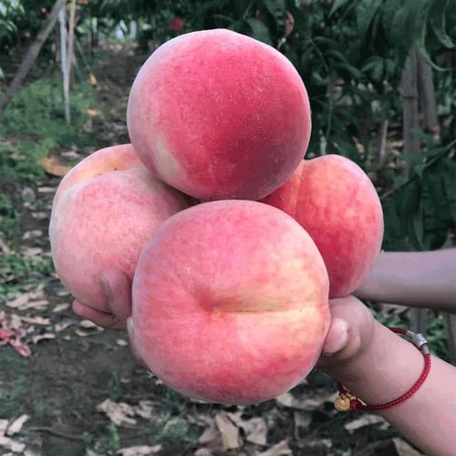 新品种平谷大桃树大久保桃苗早14号绿化9号水蜜桃树苗久宝桃树苗