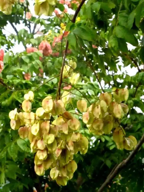 六彩栾树花之青黄色