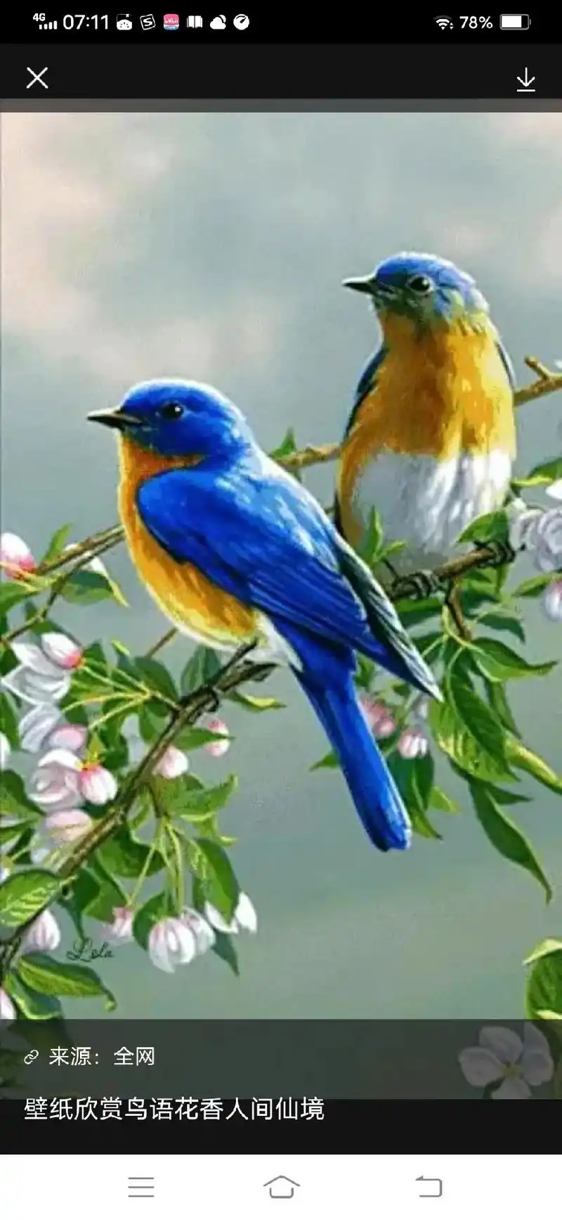 07:11 壁纸欣赏鸟语花香人间仙境 国学精粹与生活艺术 来 - 抖音
