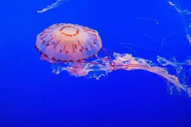 top 4 紫纹海刺水母