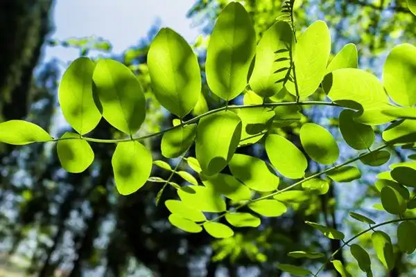 从叶子颜色和形状来区分