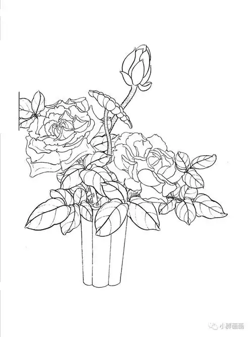 30幅工笔画月季白描高清素材!赶紧收藏
