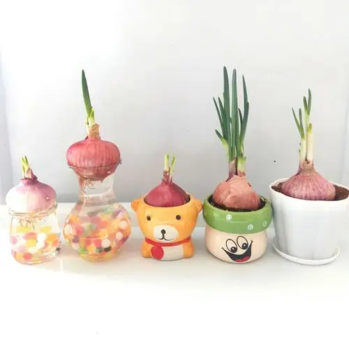 水培土培洋葱盆栽绿植幼儿园观察植物角生长过程日记带到学校蔬菜