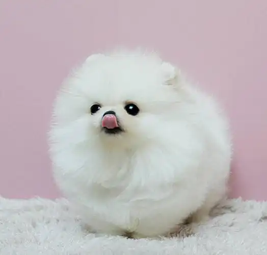 一折博美犬活体