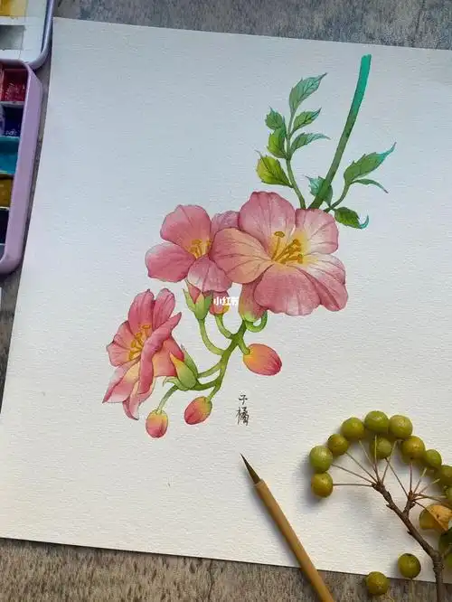 水彩花卉原创水彩凌霄花附线稿和过程图