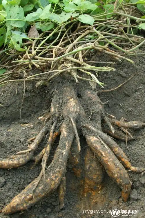 水洗野葛粉,农家自制,厂家直销,物美价廉