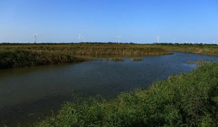 大丰国家海涂湿地公园