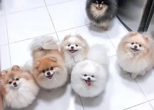 博美犬有异味正常吗?形成的原因是什么?该如何处理呢?