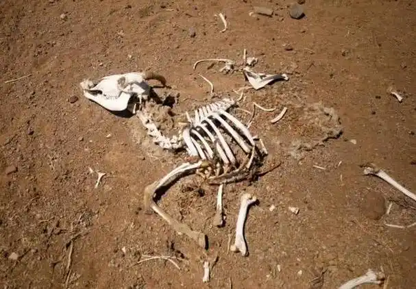 百年来最严重干旱侵袭南非,数千只动物死亡,尸骸到处散落_网易订阅