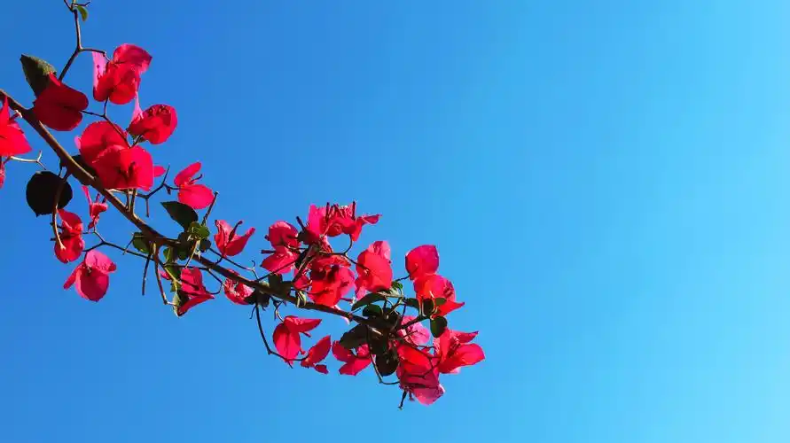 烈艳三角梅,纯粹蓝色天