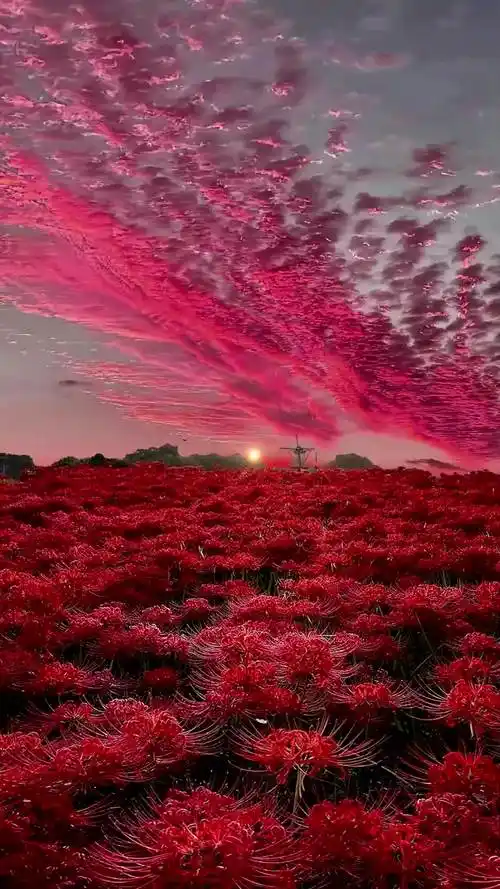 彼岸花又名曼珠沙华,它的花语是 -"见花不见叶,花叶永不相见"它象征着