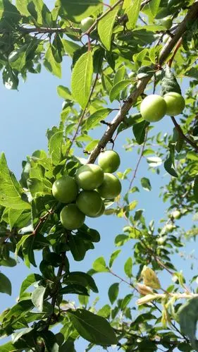 野酸梅也挂满枝头,太酸了,没有品尝的欲望,看看9行了!