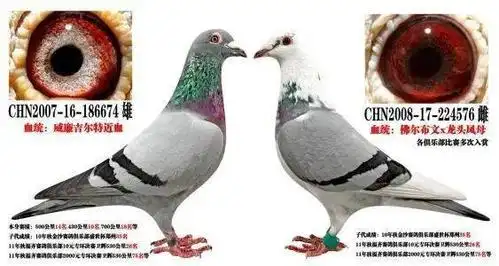 一雄配多雌的好处和做法!_鸽子