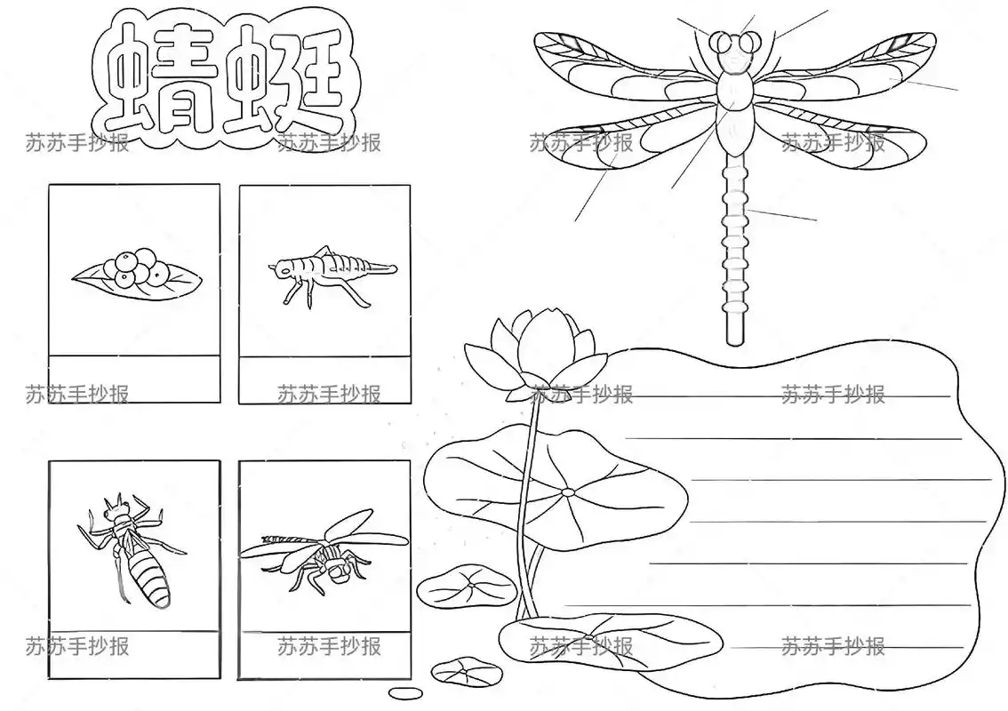 自然笔记蜻蜓作品介绍 - 抖音