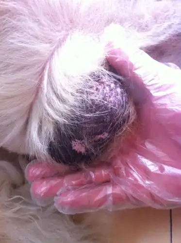 请问金毛的蛋蛋怎么变成这样了,这是缺黑色素还是有炎症,就是变色了