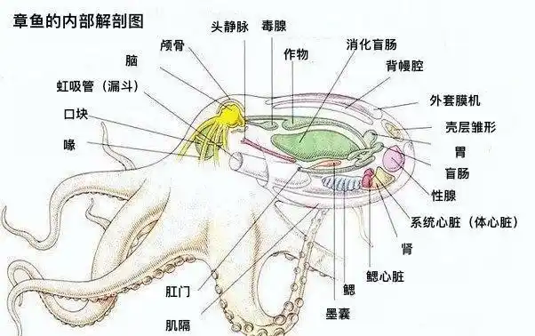 为什么有科学家说章鱼可能不是地球生物