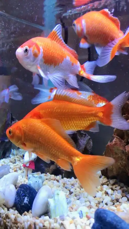 家里加点发财鱼