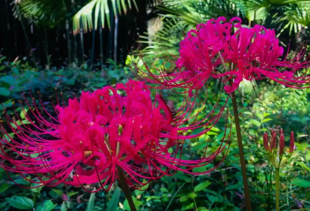红色和白色1红色彼岸花曼珠沙华曼珠沙华是开在冥界的一种花,也叫彼岸
