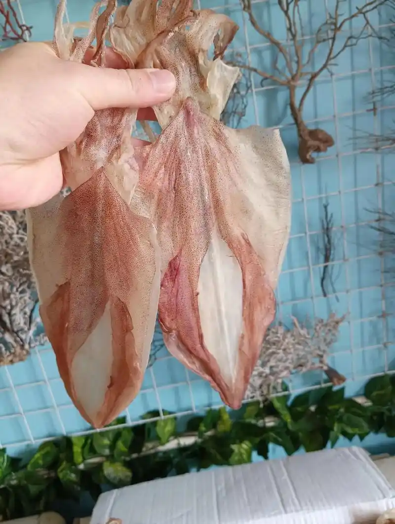 刚给渔民收购回来的,手钓日晒鱿鱼.南澳岛本地鱿鱼,一斤5个 - 抖音