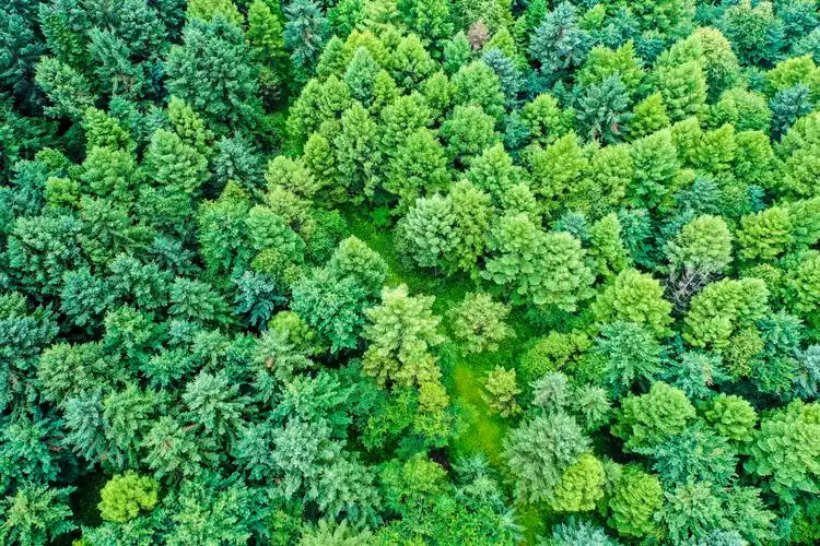 伊春待客不用酒,捧出绿色就醉人,翡翠一样的林都给您清凉一夏