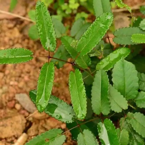 野生新鲜地榆500g包邮贵州省现挖枣儿黄黄爪香山地瓜猪人参血箭草