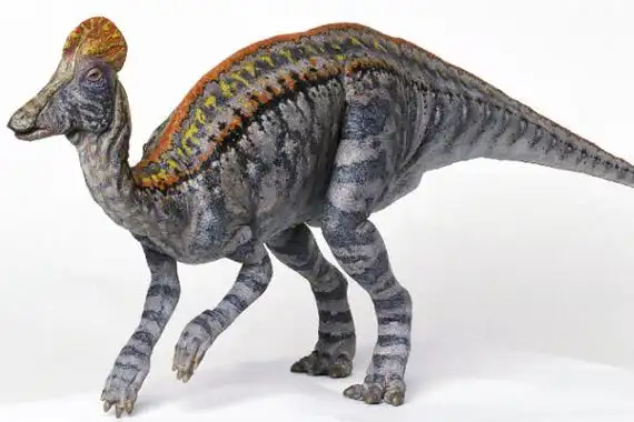 白垩纪鸭嘴龙科冠龙头戴扇形头冠脸颊能发出呱呱声