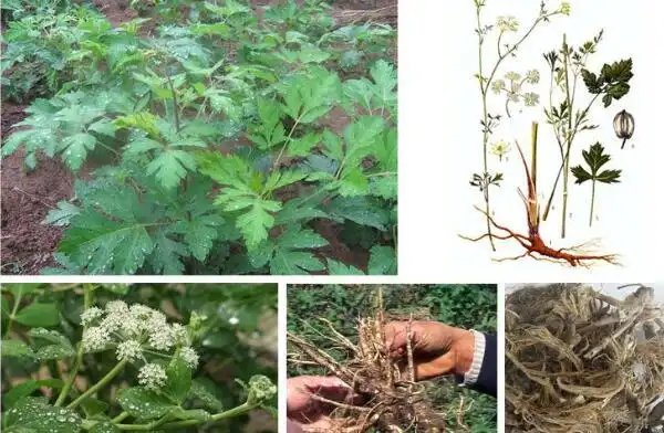 前胡图片前胡的功效与作用