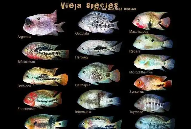 美鲷鱼身体为侧扁之长椭圆形,一般口前位,上,下颌都有圆锥形,包括一些