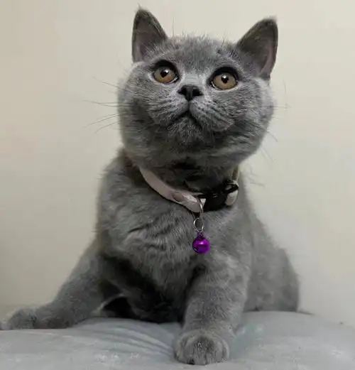 纯种英短蓝猫妹妹找新家