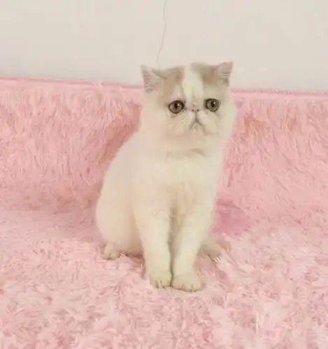 加菲异短3只净梵dd3个月大—上海徐汇区万体馆加菲猫