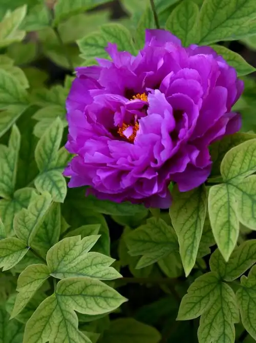 摄影:阿灵 写美篇       2009年4月27日,和影友去中山公园拍摄牡丹花