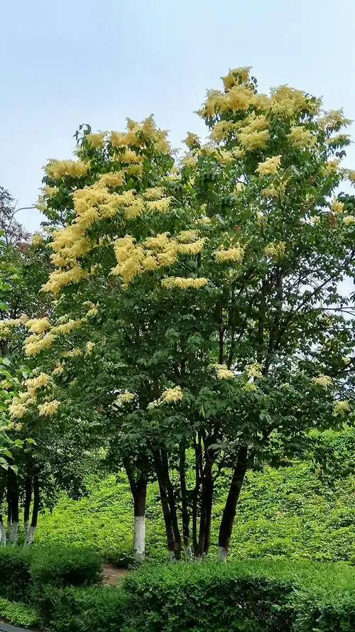 松涛园暴马丁香