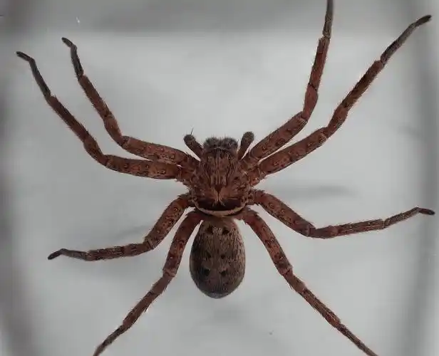 在澳大利亚悉尼,我儿子卧室墙上的微距摄影捕捉到一只