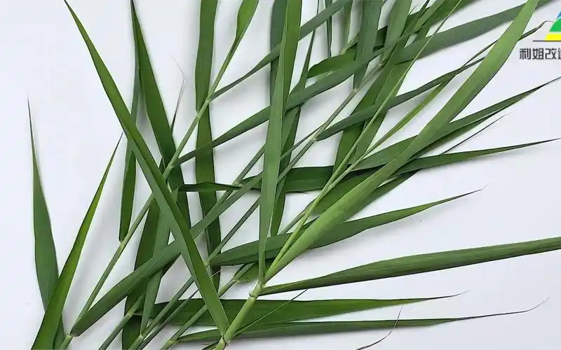 芦苇叶的功效与作用(芦苇叶的功效与作用:清热解毒