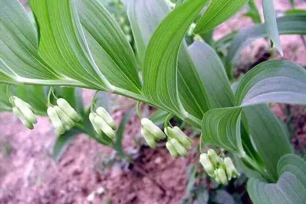 【药用部位】为百合科植物黄精polygonatum sibiricum red.