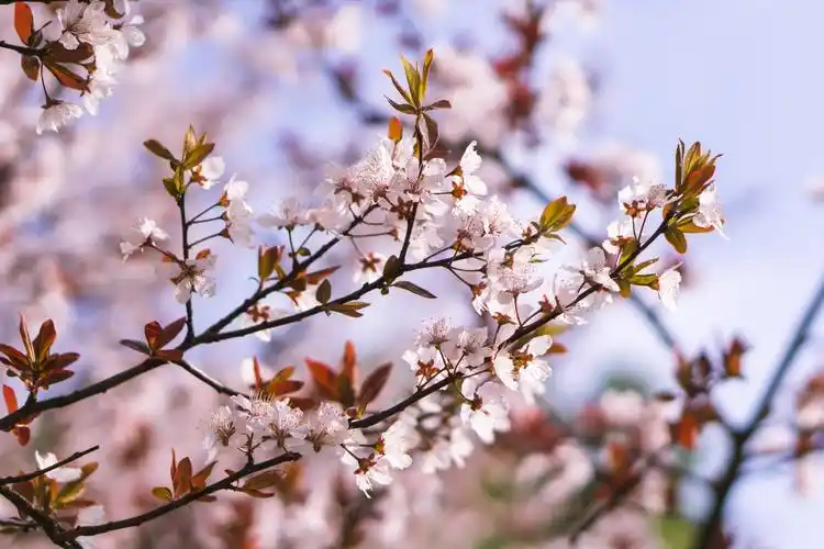 小清新粉色花卉ppt背景