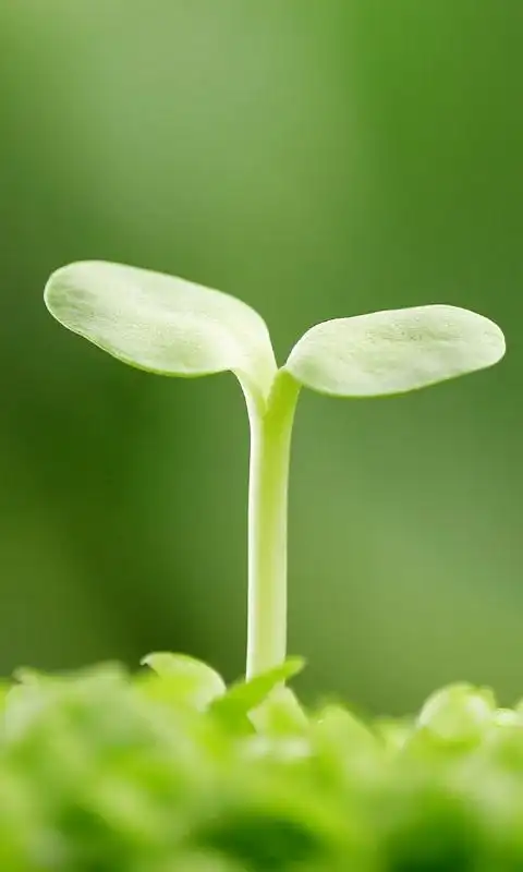新生的嫩芽手机锁屏壁纸