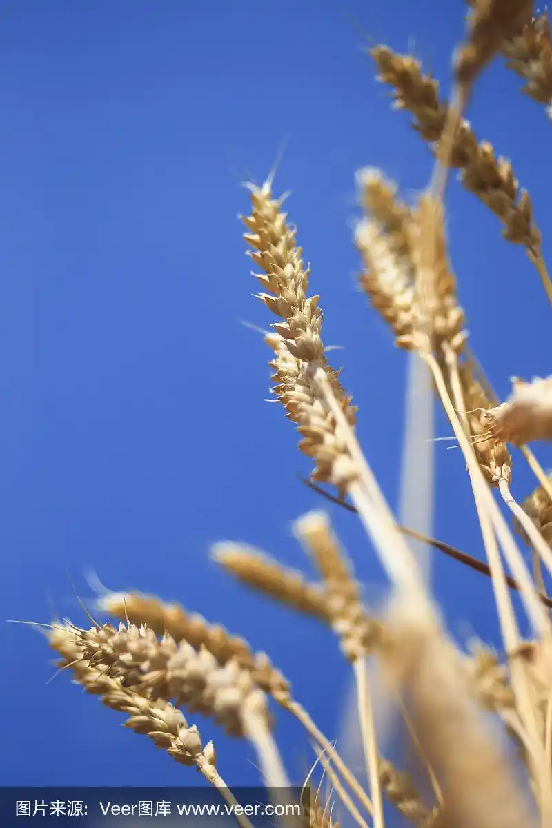 黄色的麦穗映衬着蓝天,特写