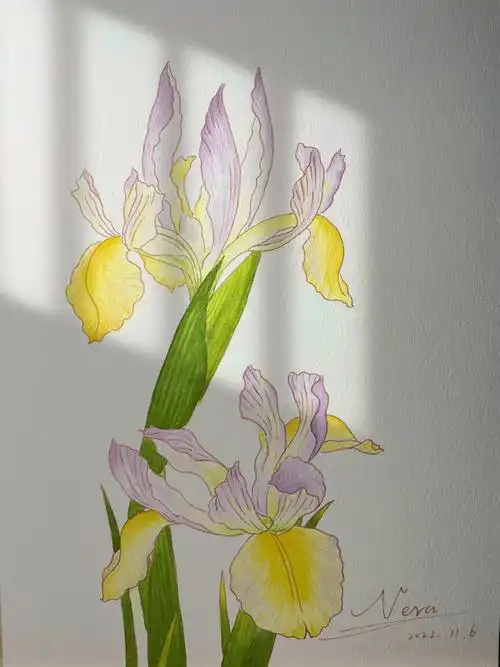 钢笔淡彩鸢尾花