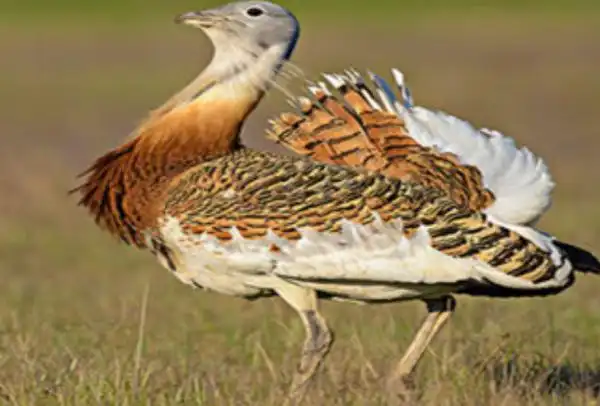 天鹅地蹼是什么动物_360问答