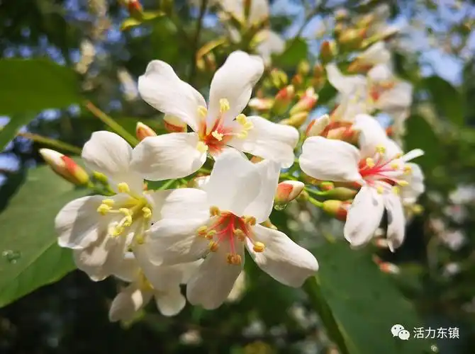 信宜这里油桐花正盛放美得一塌糊涂约吗