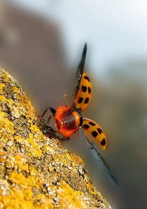 无人,竖图,室外,特写,白天,野生动物,瓢虫,英国,昆虫,天牛,飞,自然