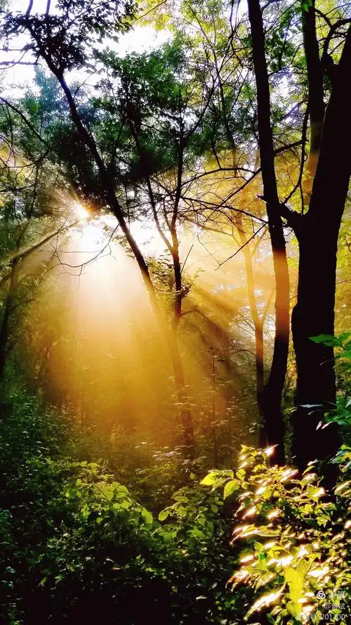 清晨的第一缕阳光