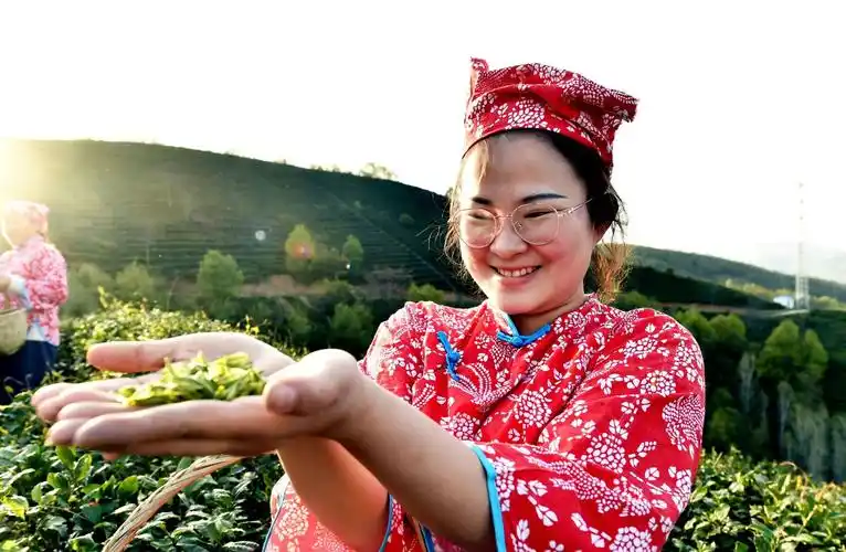 南漳县肖堰镇蓝云茶叶专业合作社有机茶园竞吐新绿,采茶姑娘正忙着