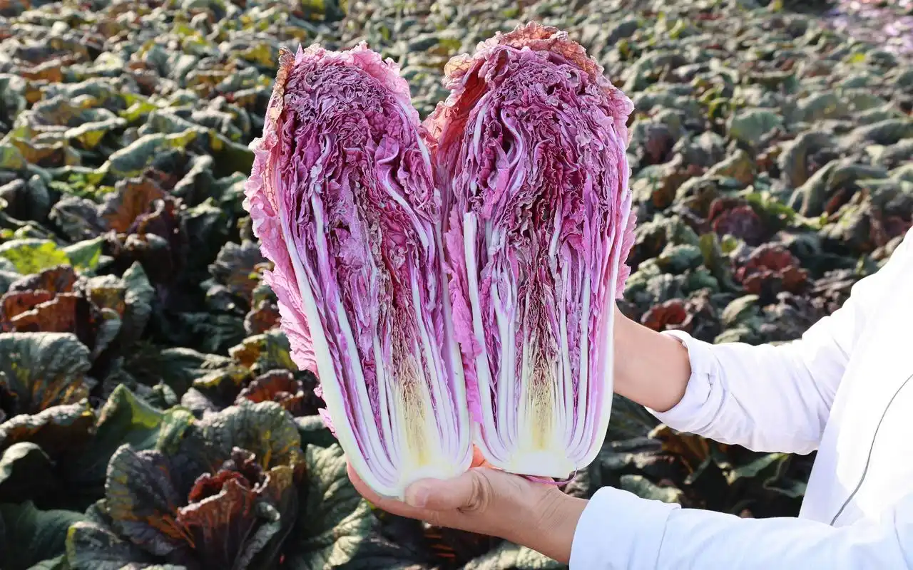 "中国大白菜之乡"河北玉田紫色白菜即将上市