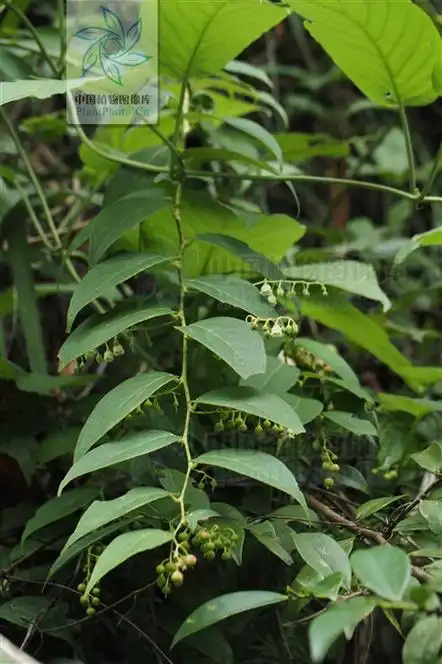 透骨草的功效与作用(透骨香,见过吗?) - 百科全说