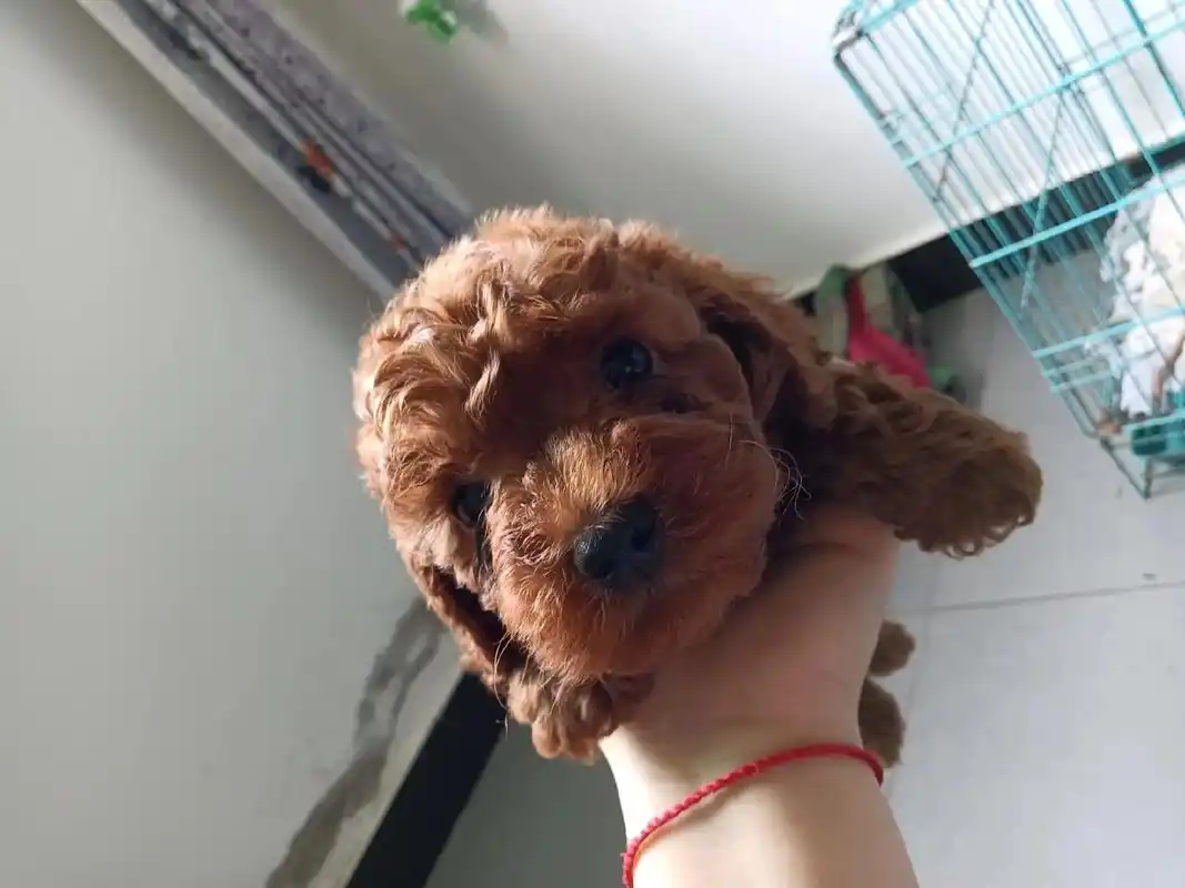 小泰迪找新主人.自己家里养的泰迪,马上两个月,疫苗和驱虫都做 - 抖音