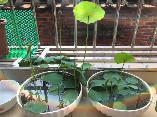 有花苞不开花是种怎样的体验